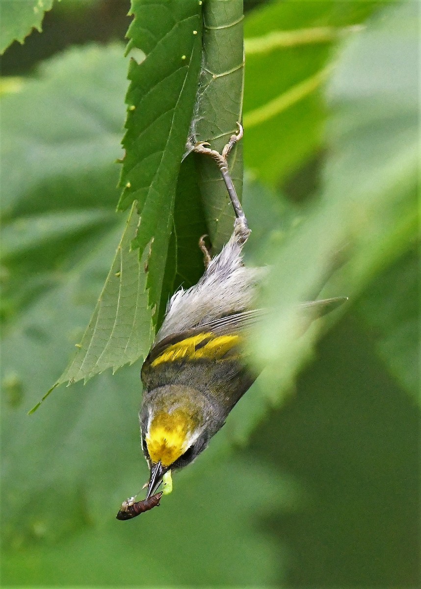 Paruline à ailes dorées - ML620655258