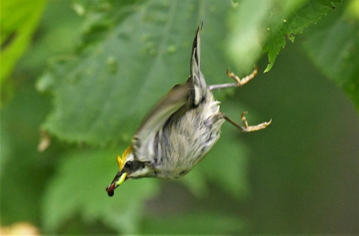 Goldflügel-Waldsänger - ML620655260