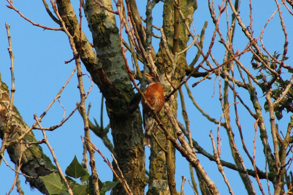 American Robin - ML620655268