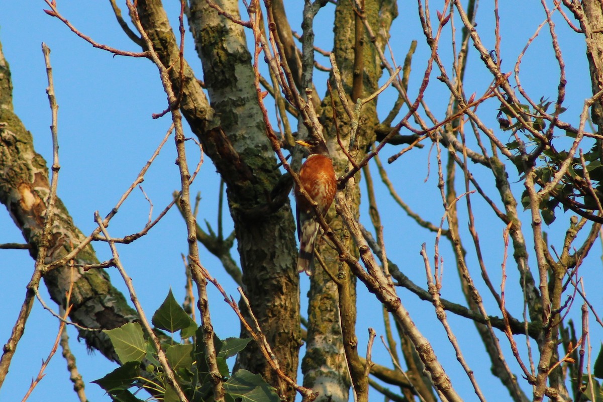 American Robin - ML620655269