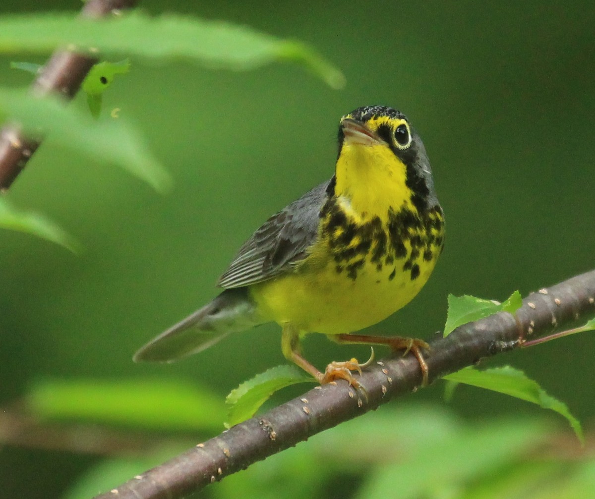 Canada Warbler - ML620655270