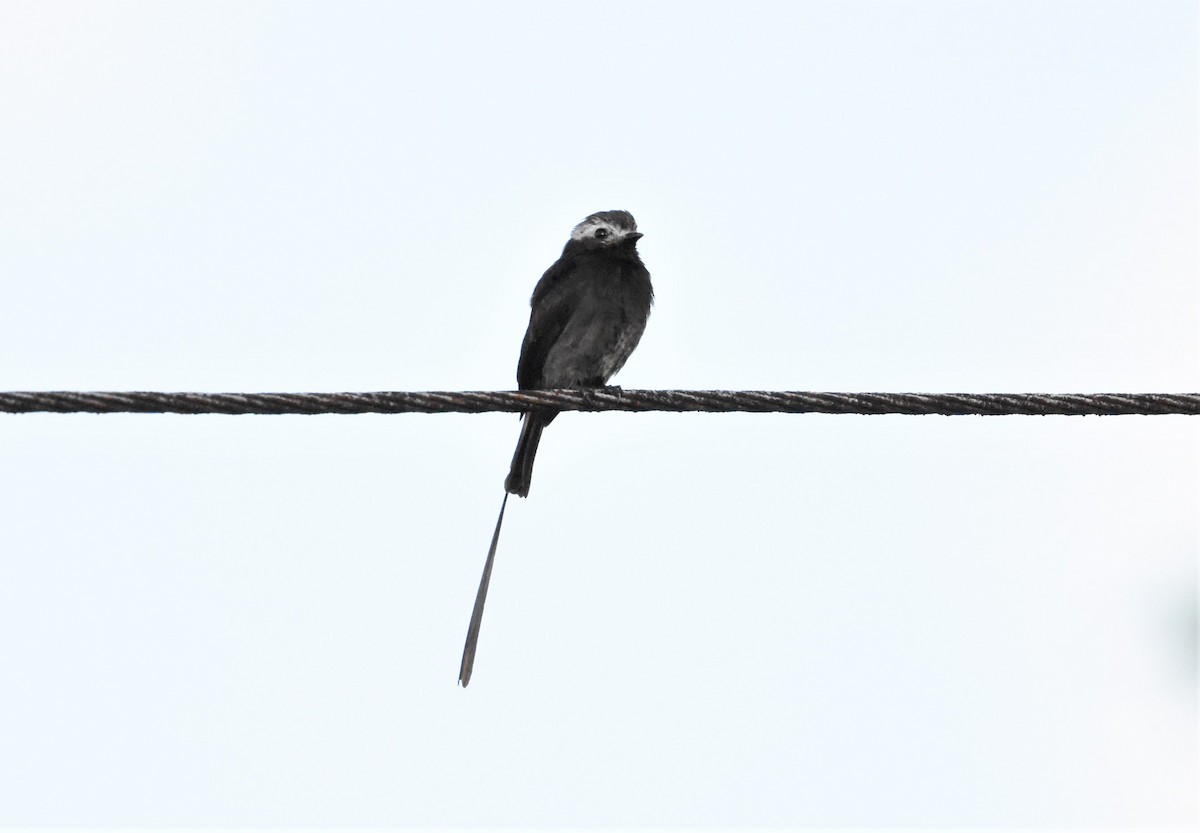 Long-tailed Tyrant - ML620655273