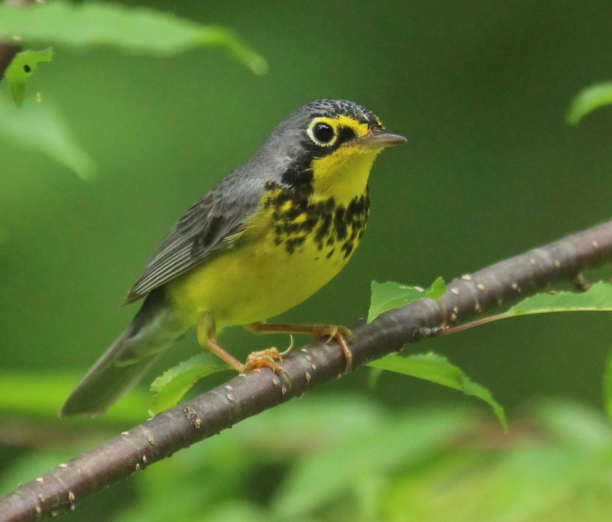 Canada Warbler - ML620655276