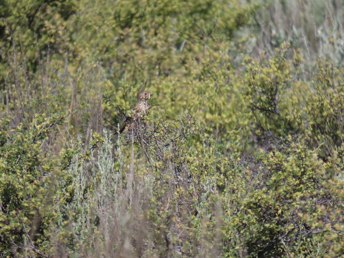 Brewer's Sparrow - ML620655278