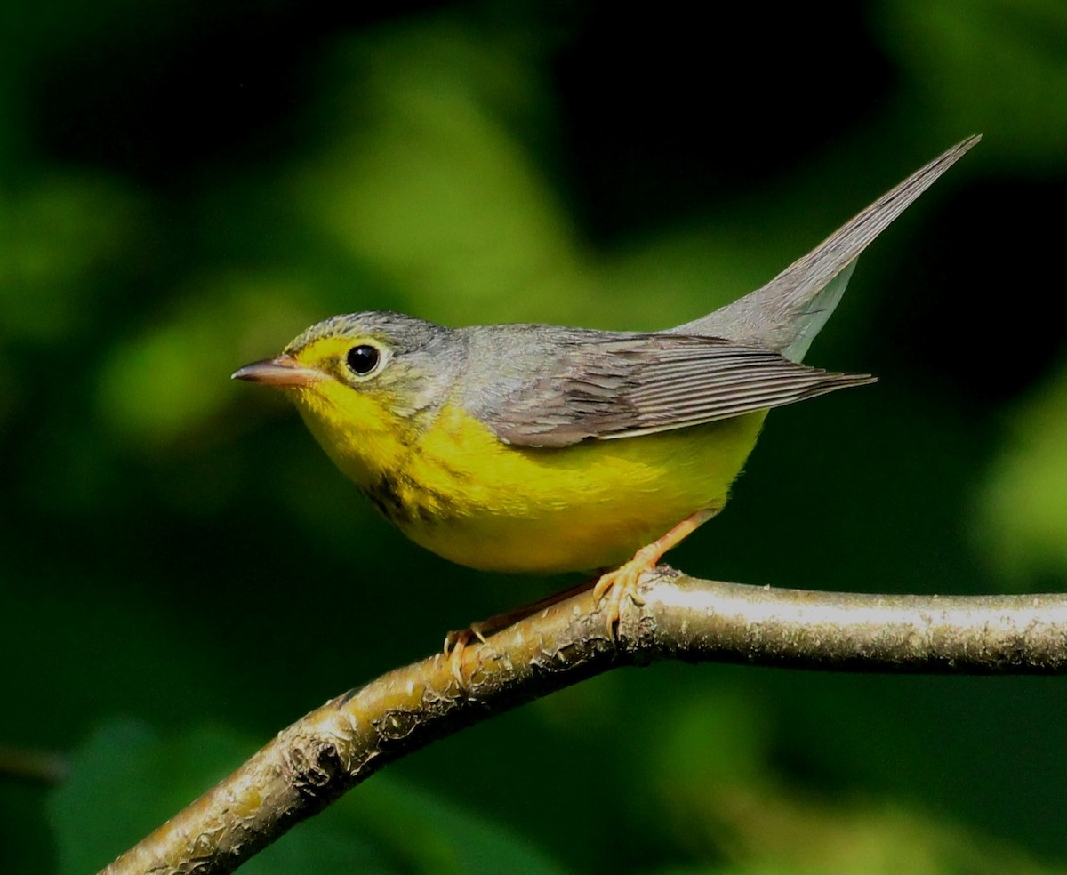 Canada Warbler - ML620655279