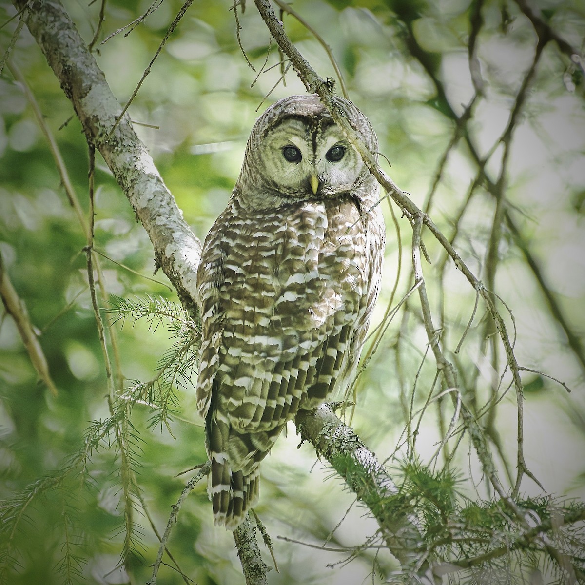 Barred Owl - ML620655280