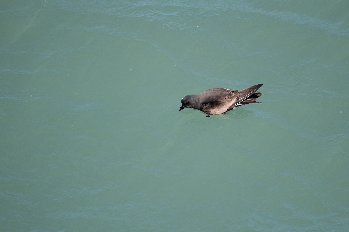 Leach's Storm-Petrel - ML620655282