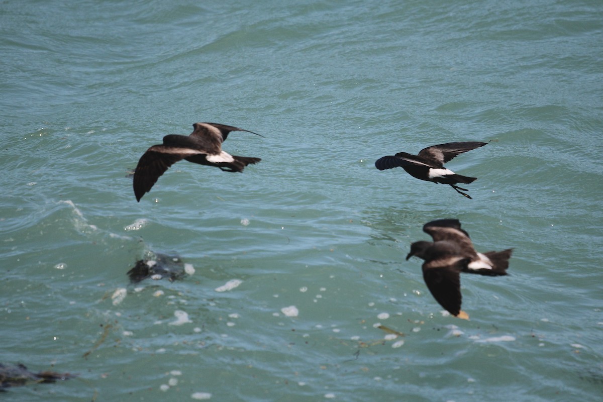 Leach's Storm-Petrel - ML620655283