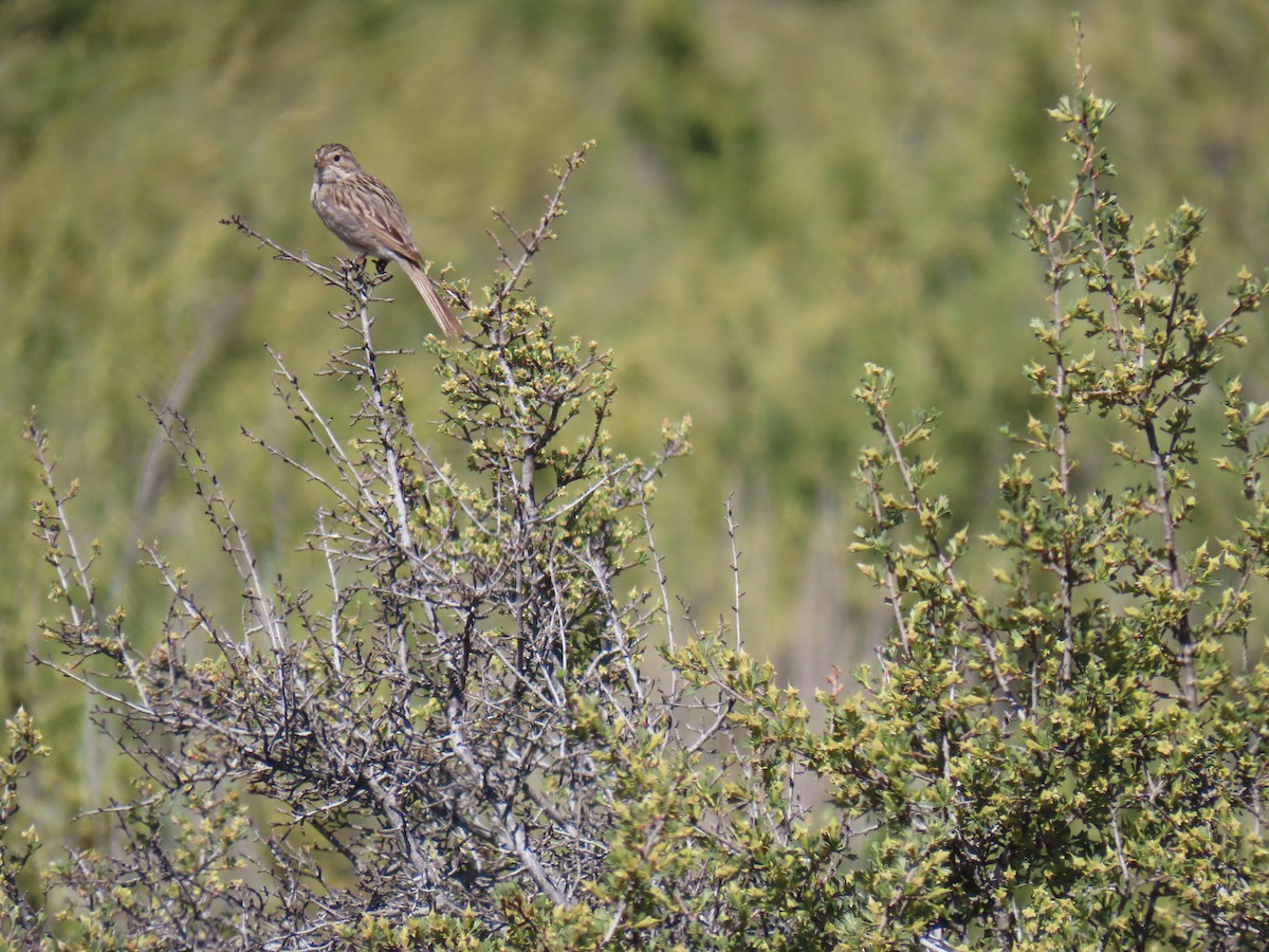 Brewer's Sparrow - ML620655287