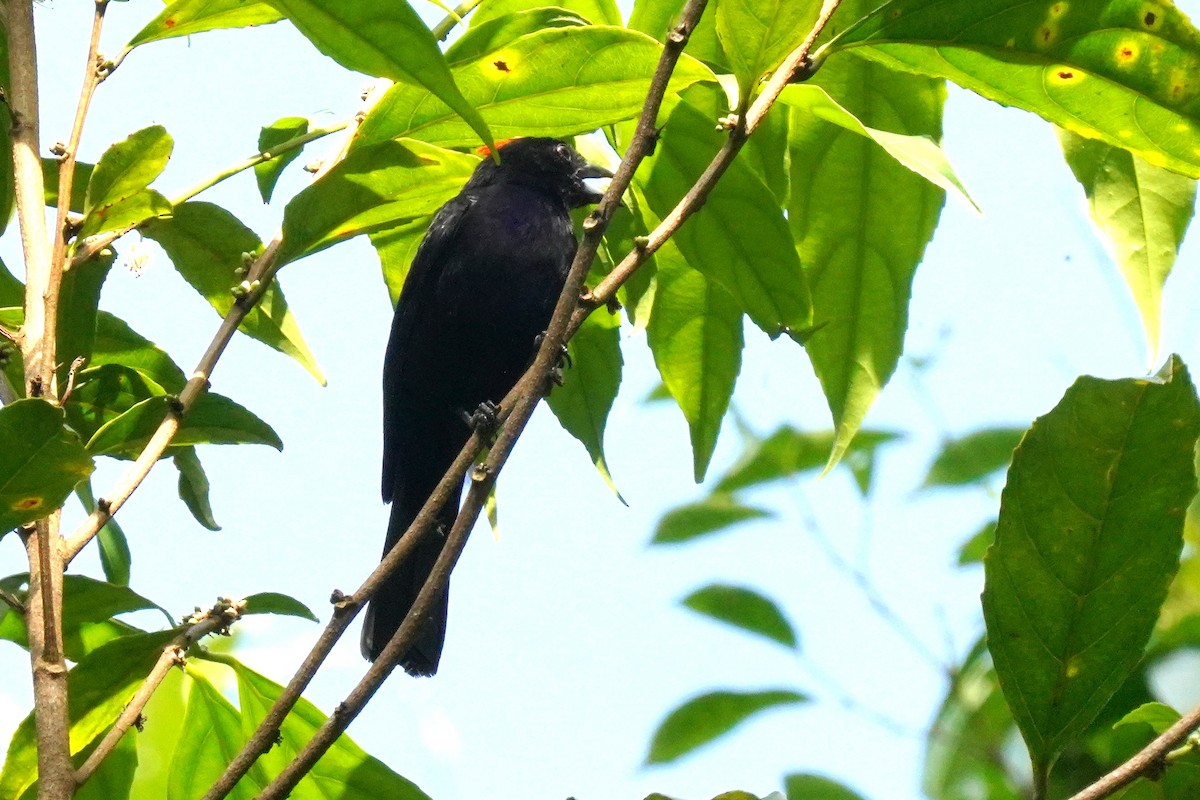 カンムリクロフウキンチョウ - ML620655289