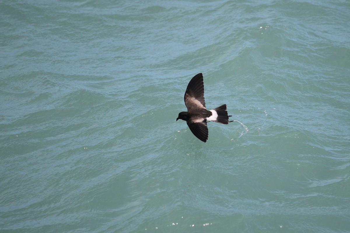 Wilson's Storm-Petrel - ML620655290