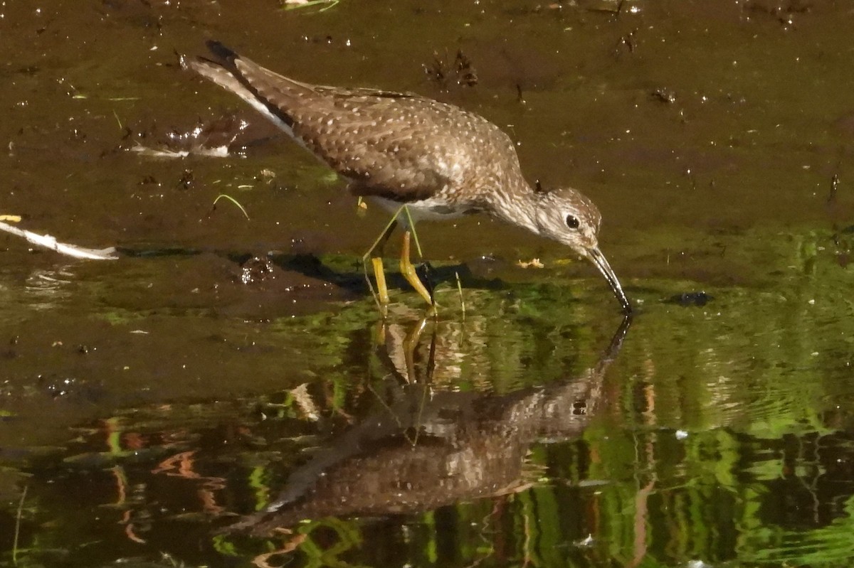 Solitary Sandpiper - ML620655291