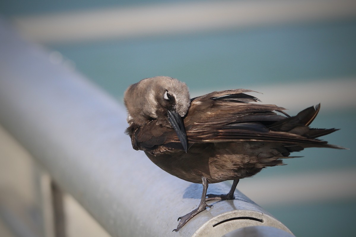 Brown Noddy - ML620655295