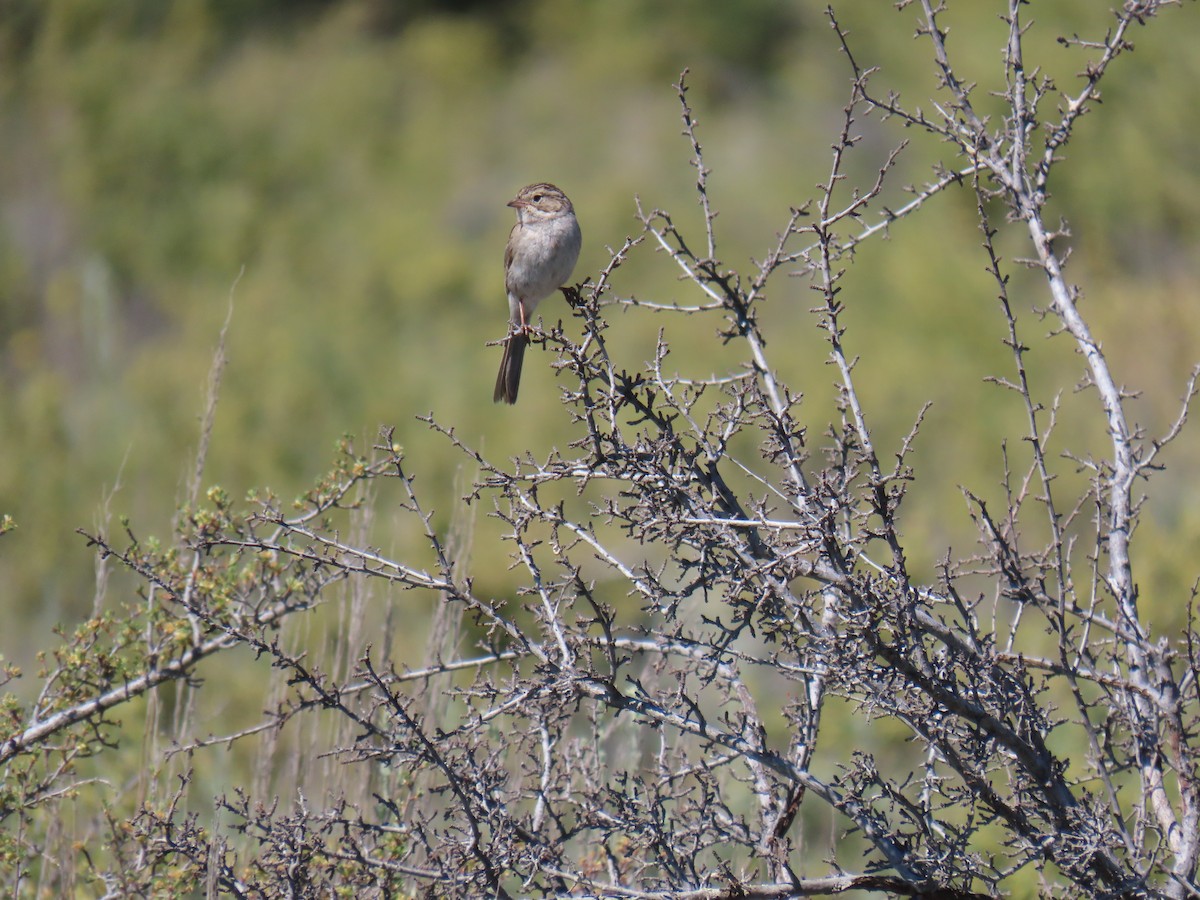 Brewer's Sparrow - ML620655296