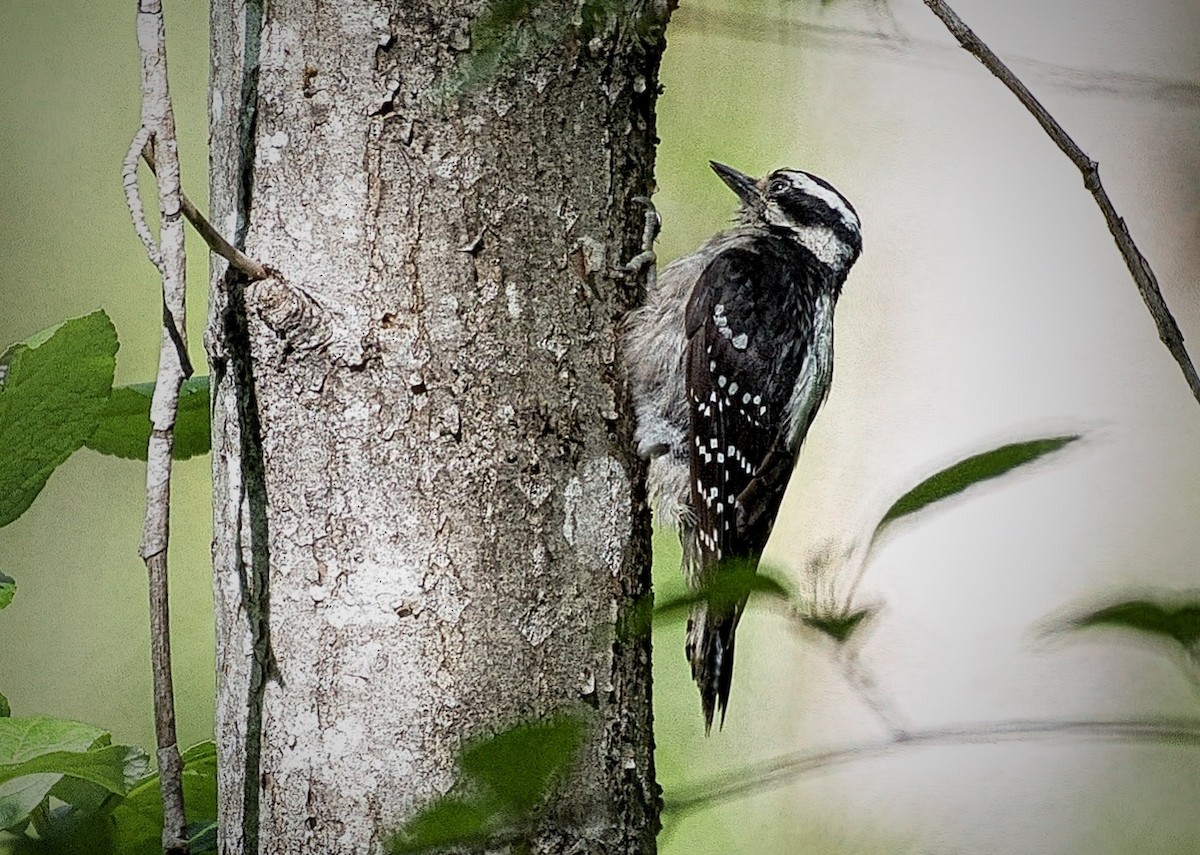 Hairy Woodpecker - ML620655297