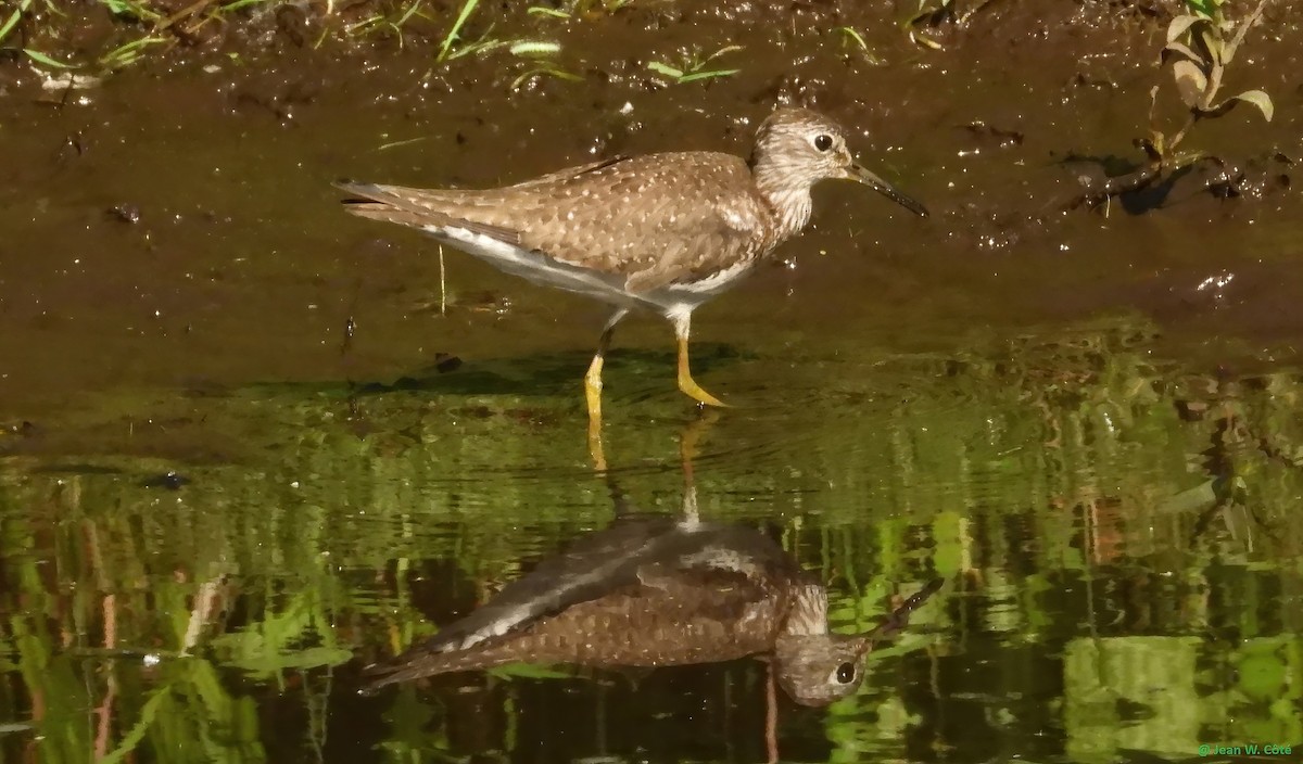 Solitary Sandpiper - ML620655299