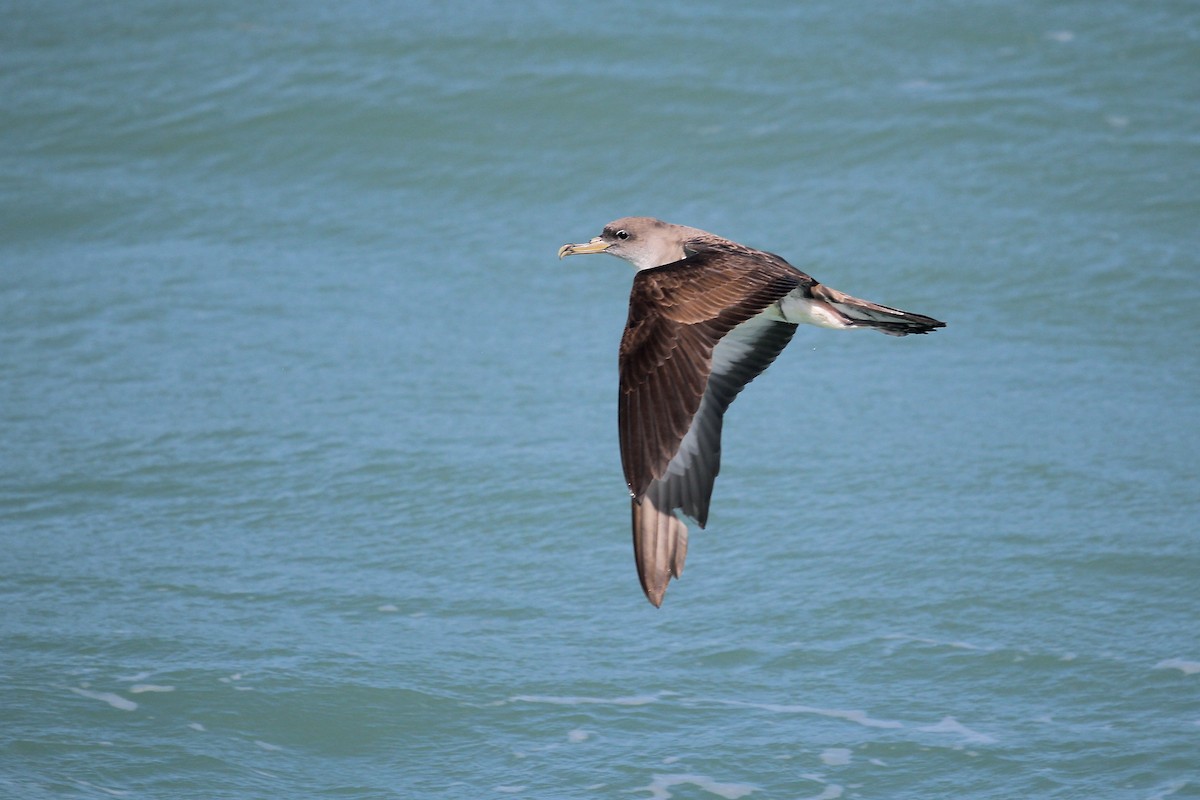 Cory's Shearwater (borealis) - ML620655303