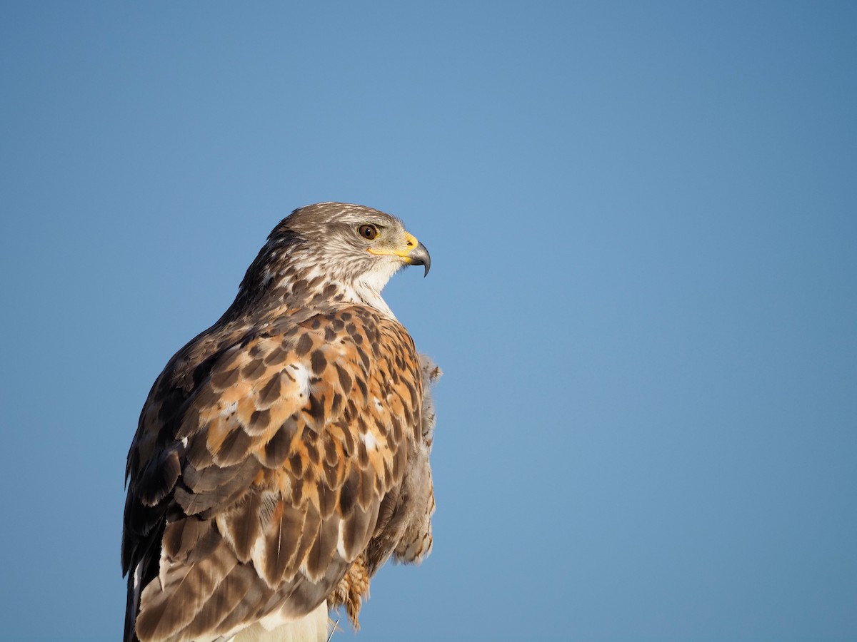 Ferruginous Hawk - Mark Storey