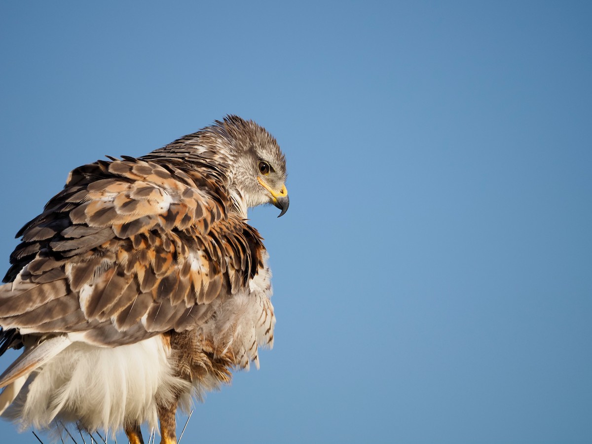 Ferruginous Hawk - ML620655306