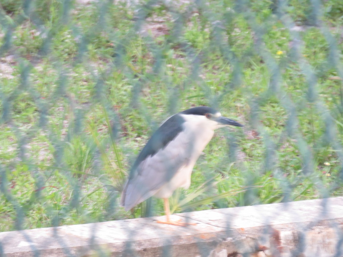 Black-crowned Night Heron - ML620655310