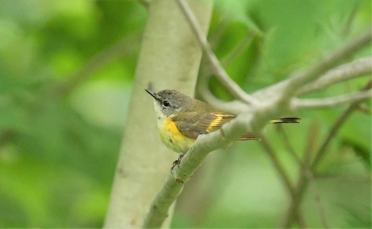 American Redstart - ML620655312