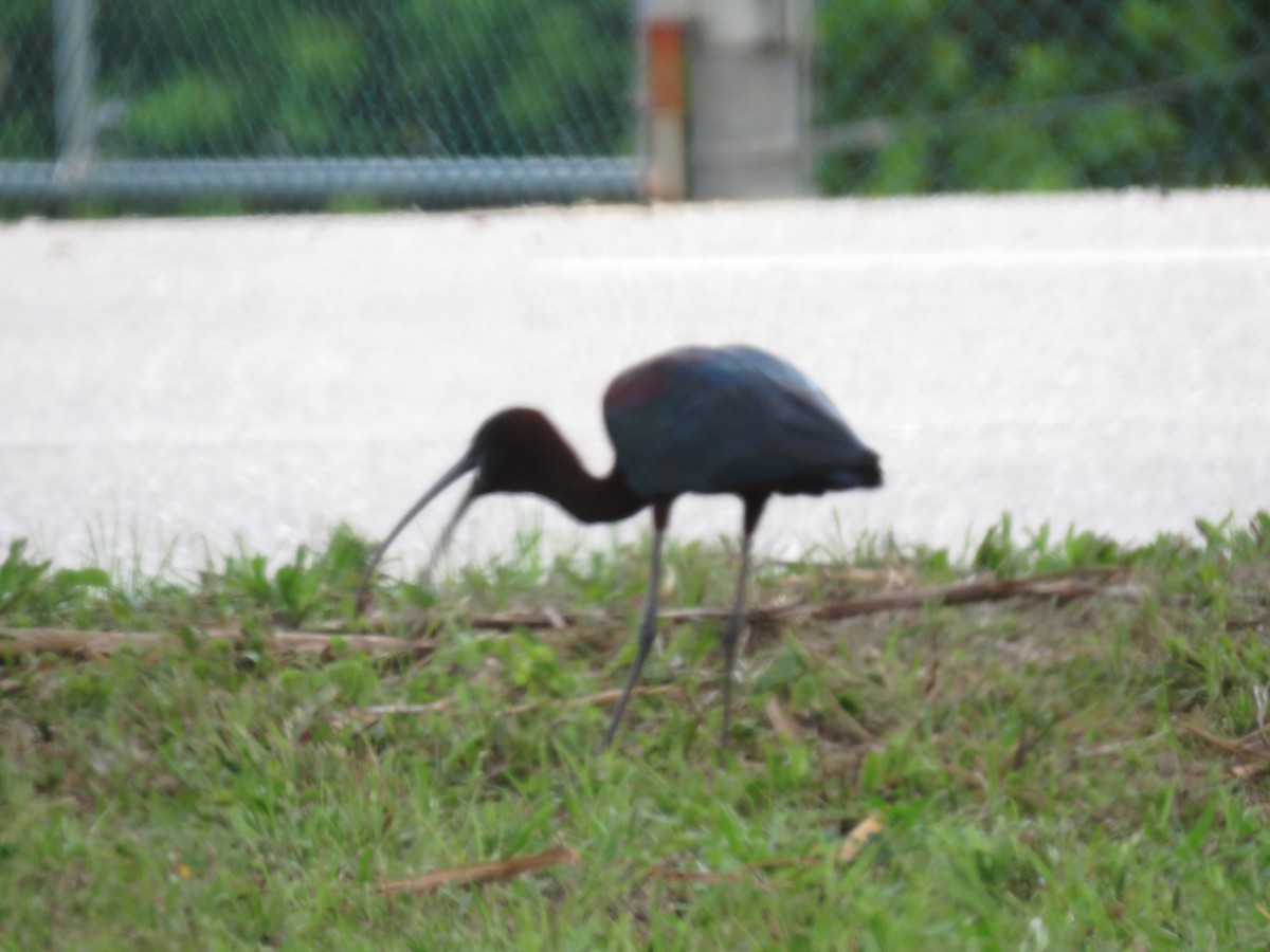 ibis hnědý - ML620655316