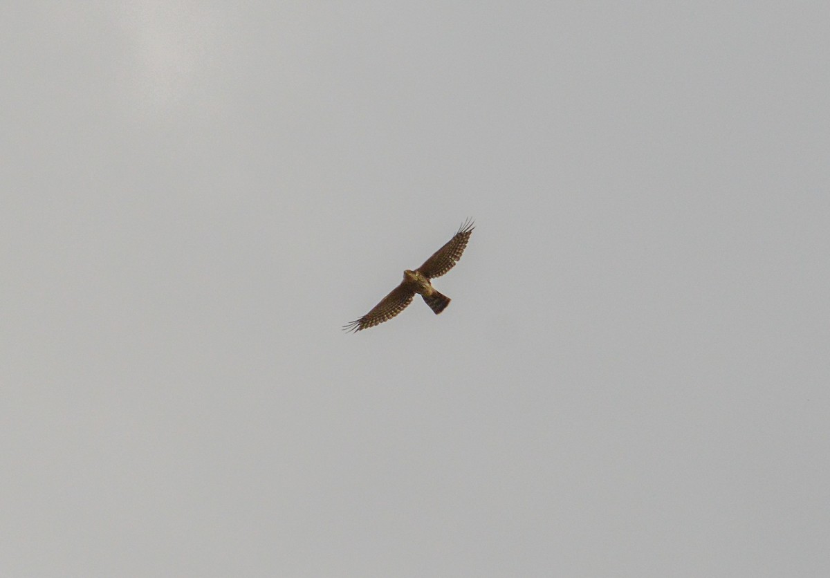 Sharp-shinned Hawk - ML620655317