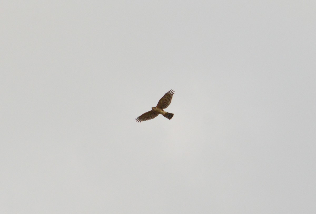 Sharp-shinned Hawk - ML620655318