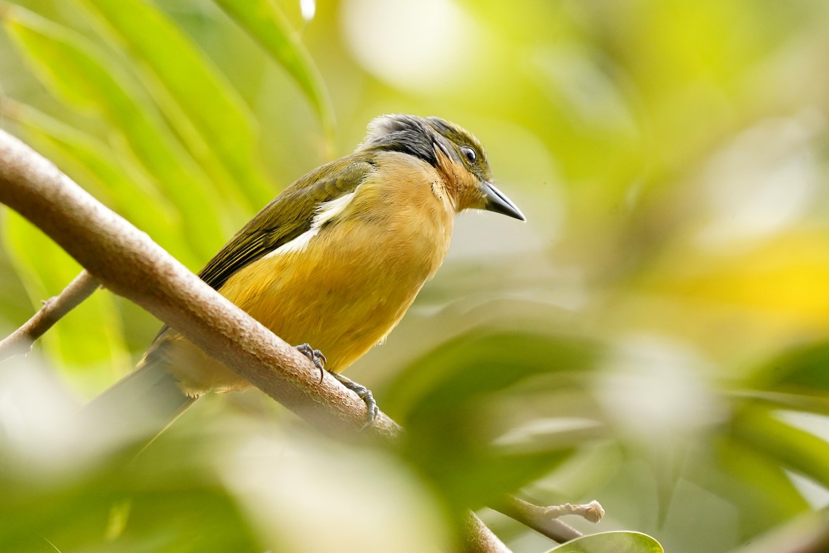 Fulvous-crested Tanager - ML620655320