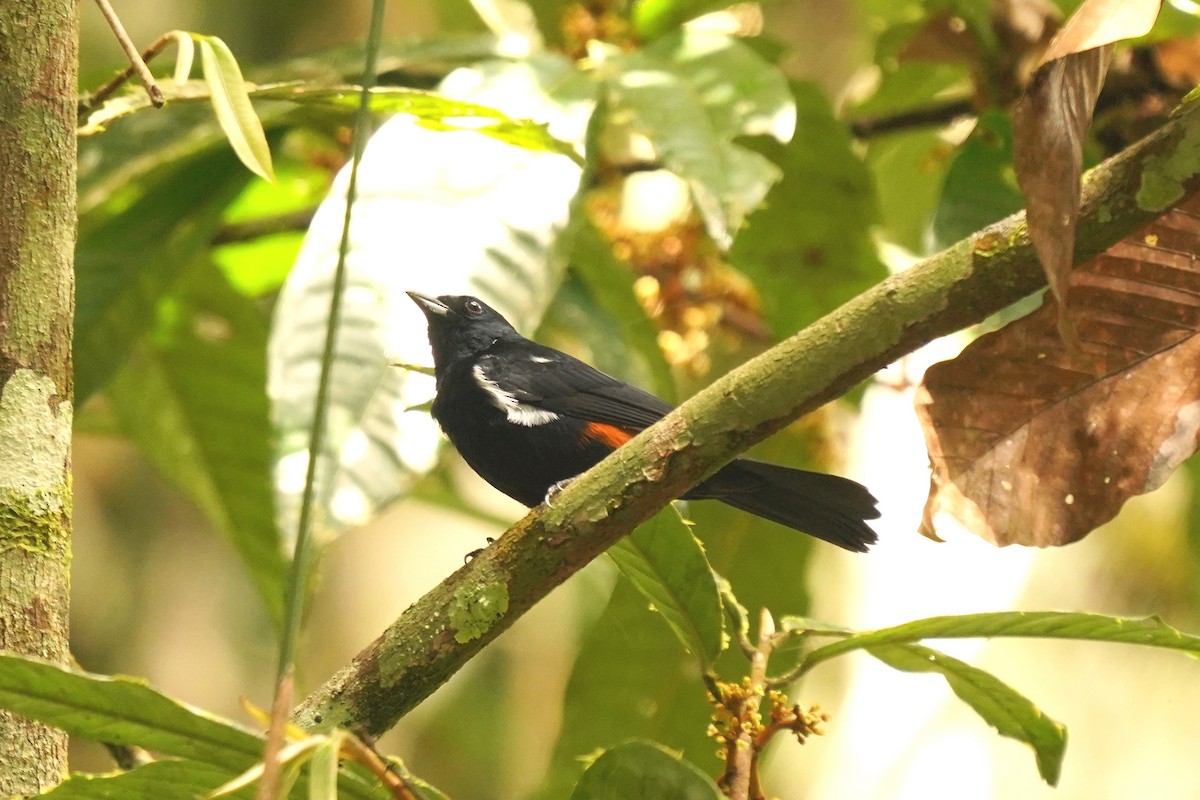 Fulvous-crested Tanager - ML620655321