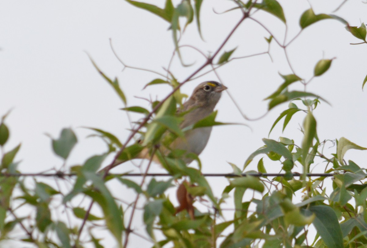 Grassland Sparrow - ML620655335