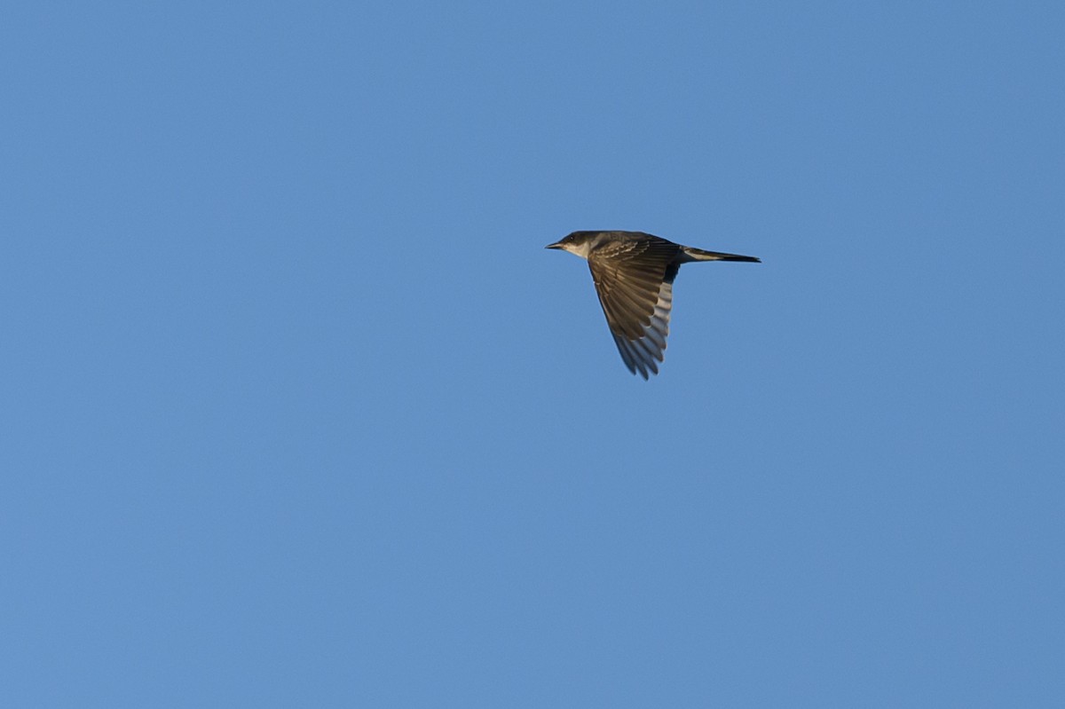 Eastern Kingbird - ML620655337