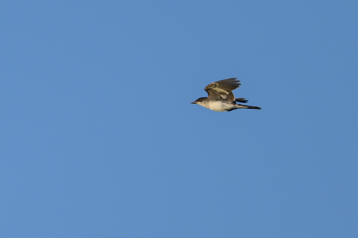 Eastern Kingbird - ML620655338