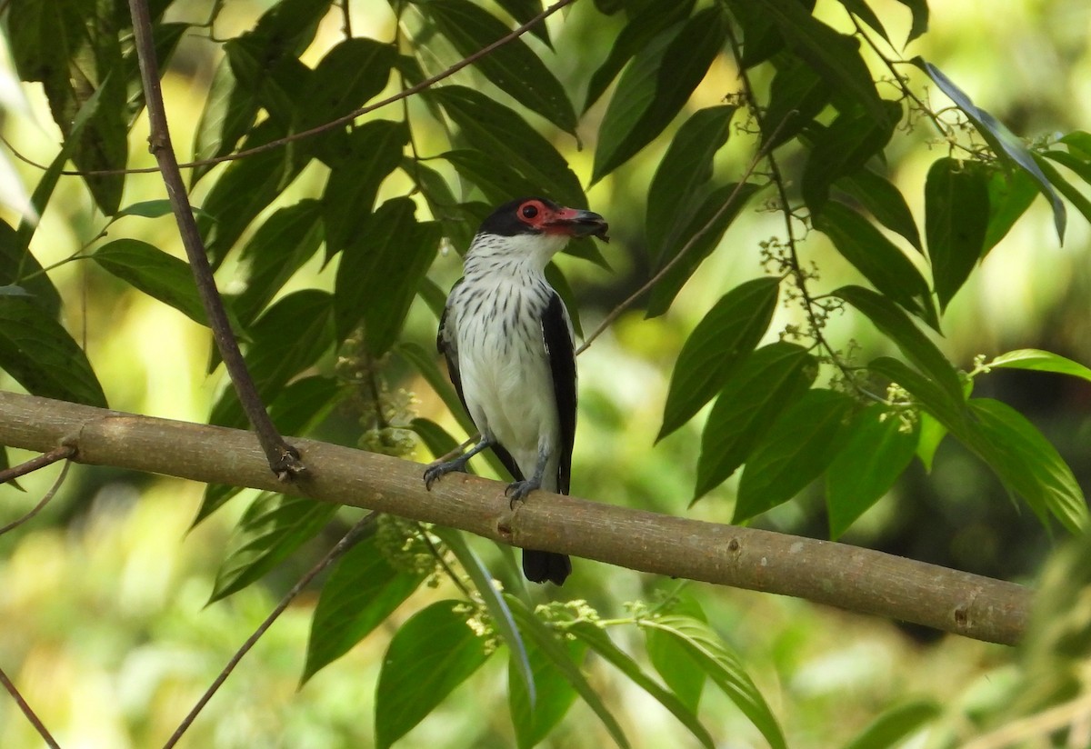 Black-tailed Tityra - ML620655341