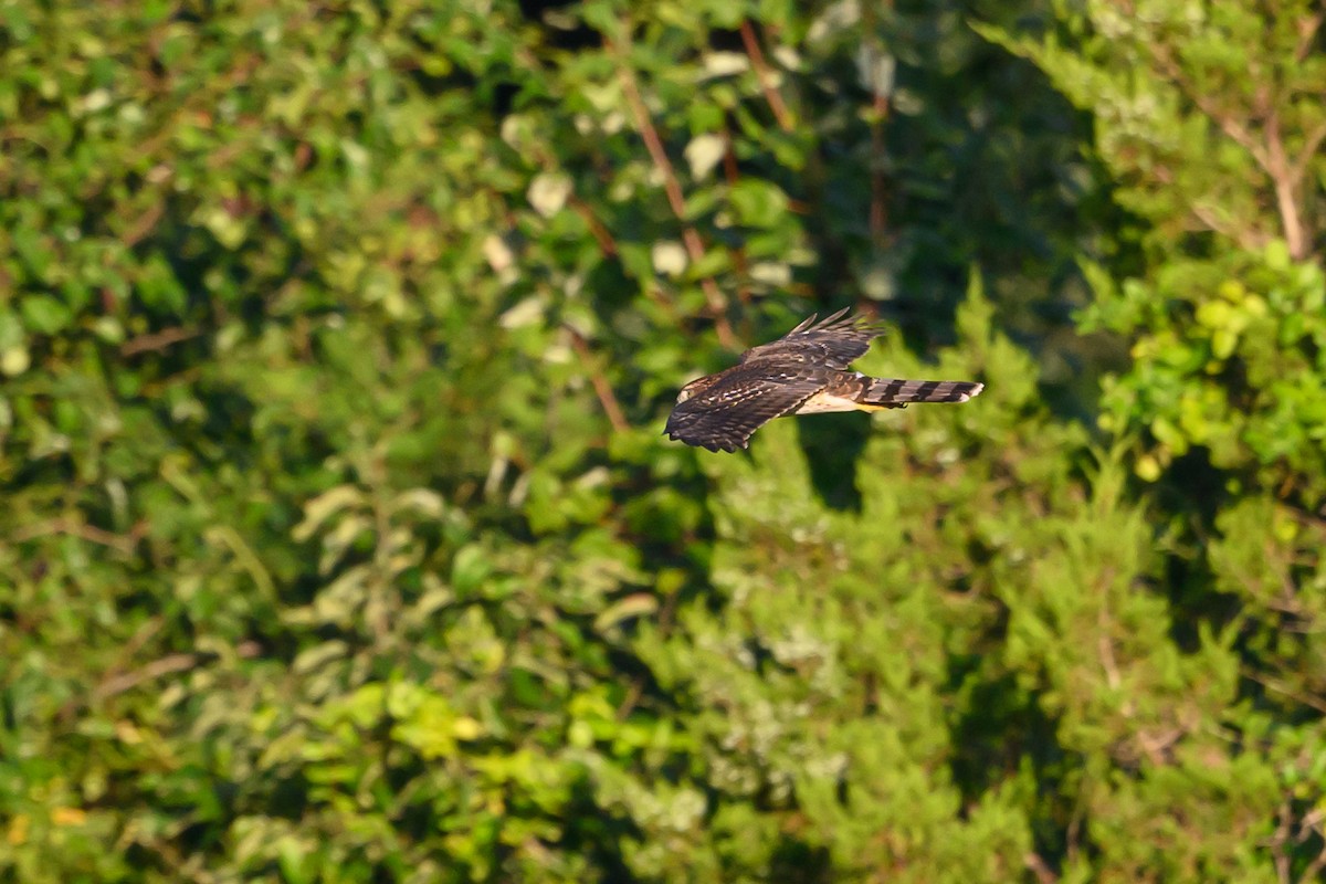 Cooper's Hawk - ML620655343