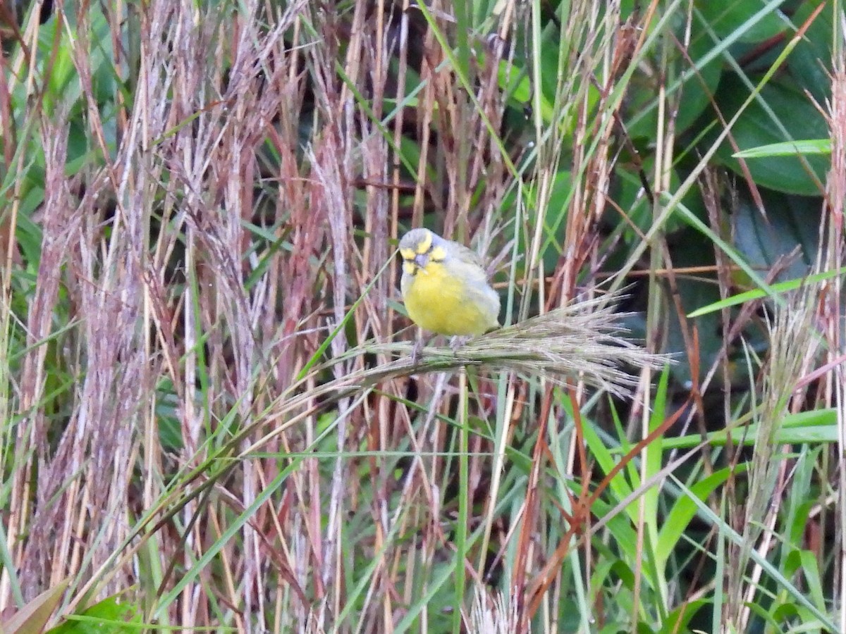 Yellow-fronted Canary - ML620655346