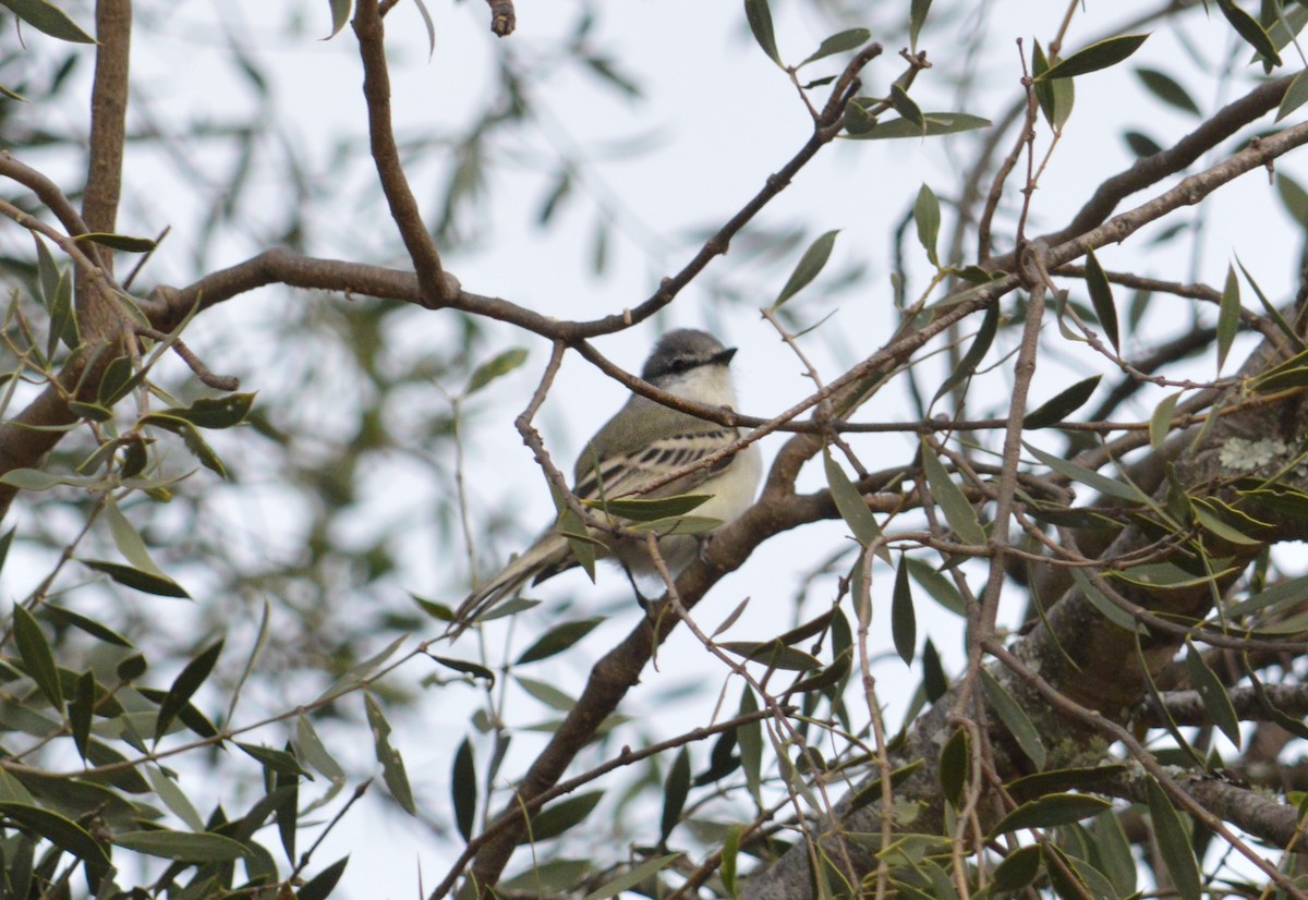 Suiriri Flycatcher - ML620655347