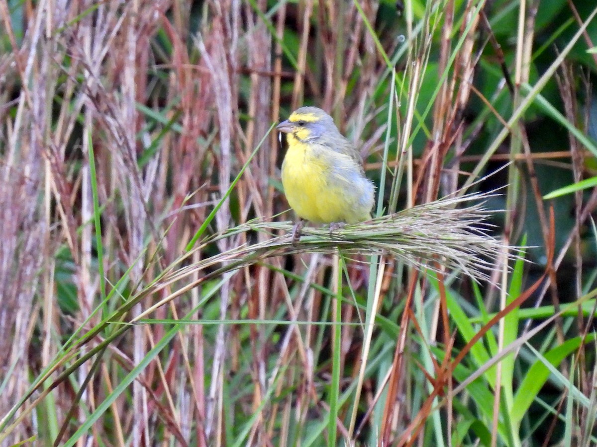 Yellow-fronted Canary - ML620655350