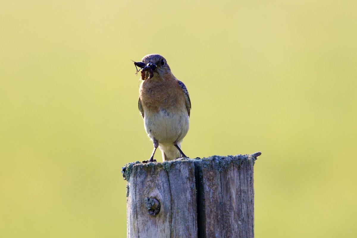 Eastern Bluebird - Frances Jamieson