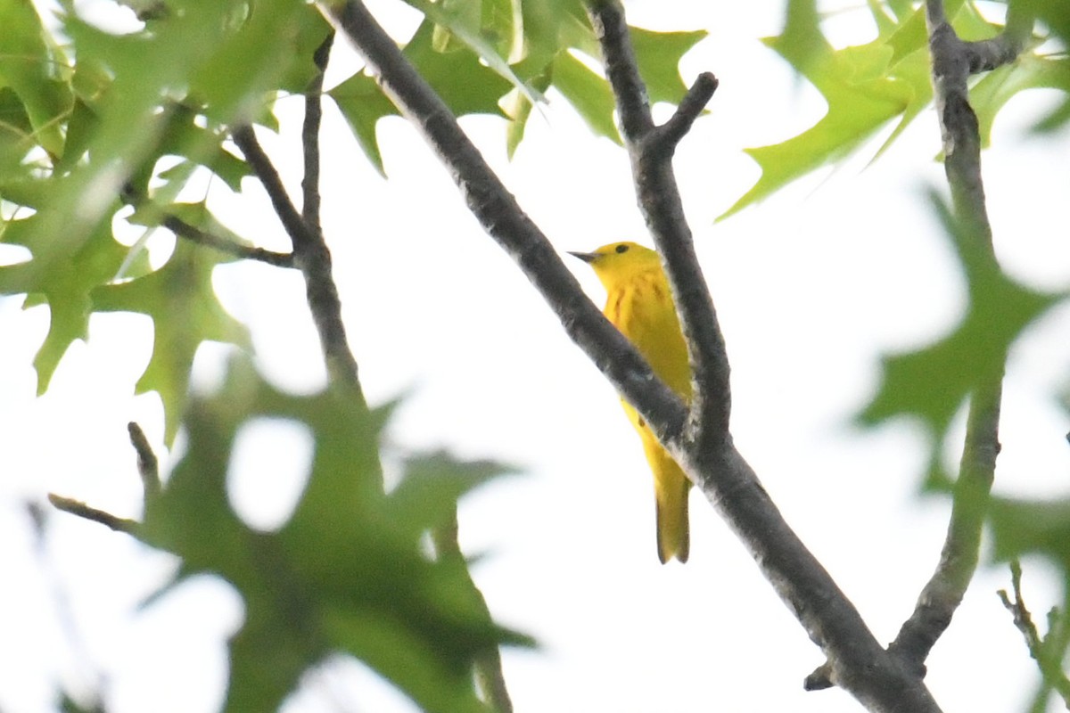 Yellow Warbler - ML620655352