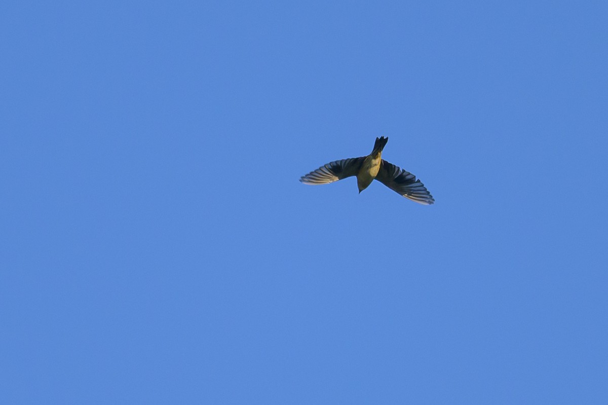 bobolink americký - ML620655354