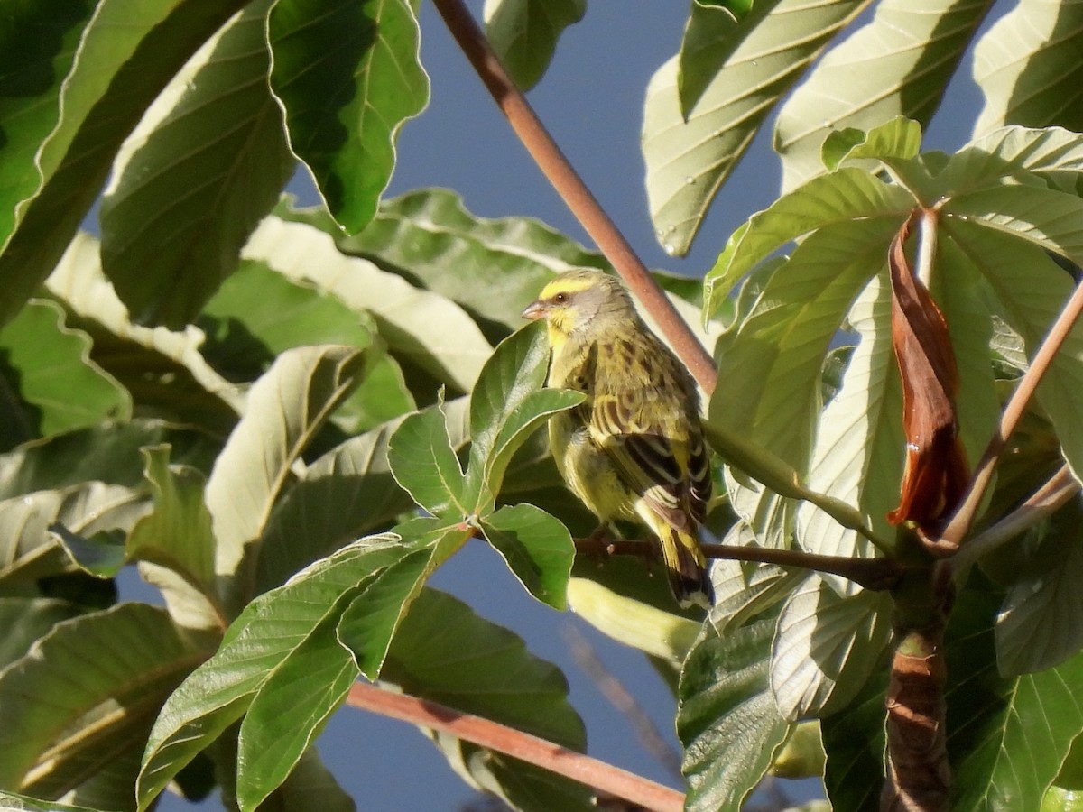 Yellow-fronted Canary - ML620655355