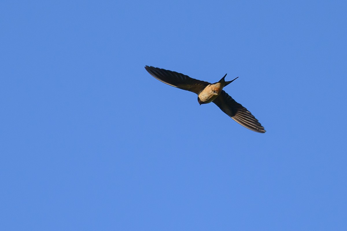 Barn Swallow - ML620655356