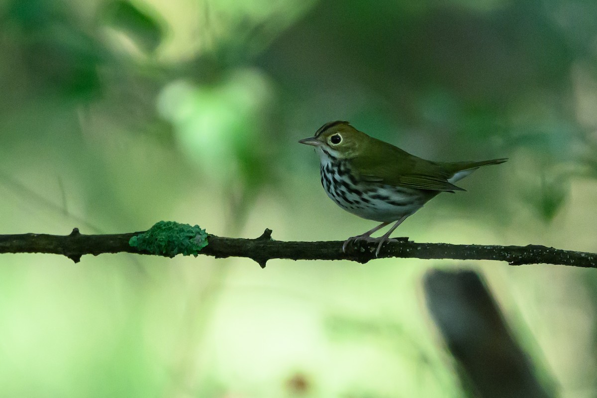 Ovenbird - ML620655361