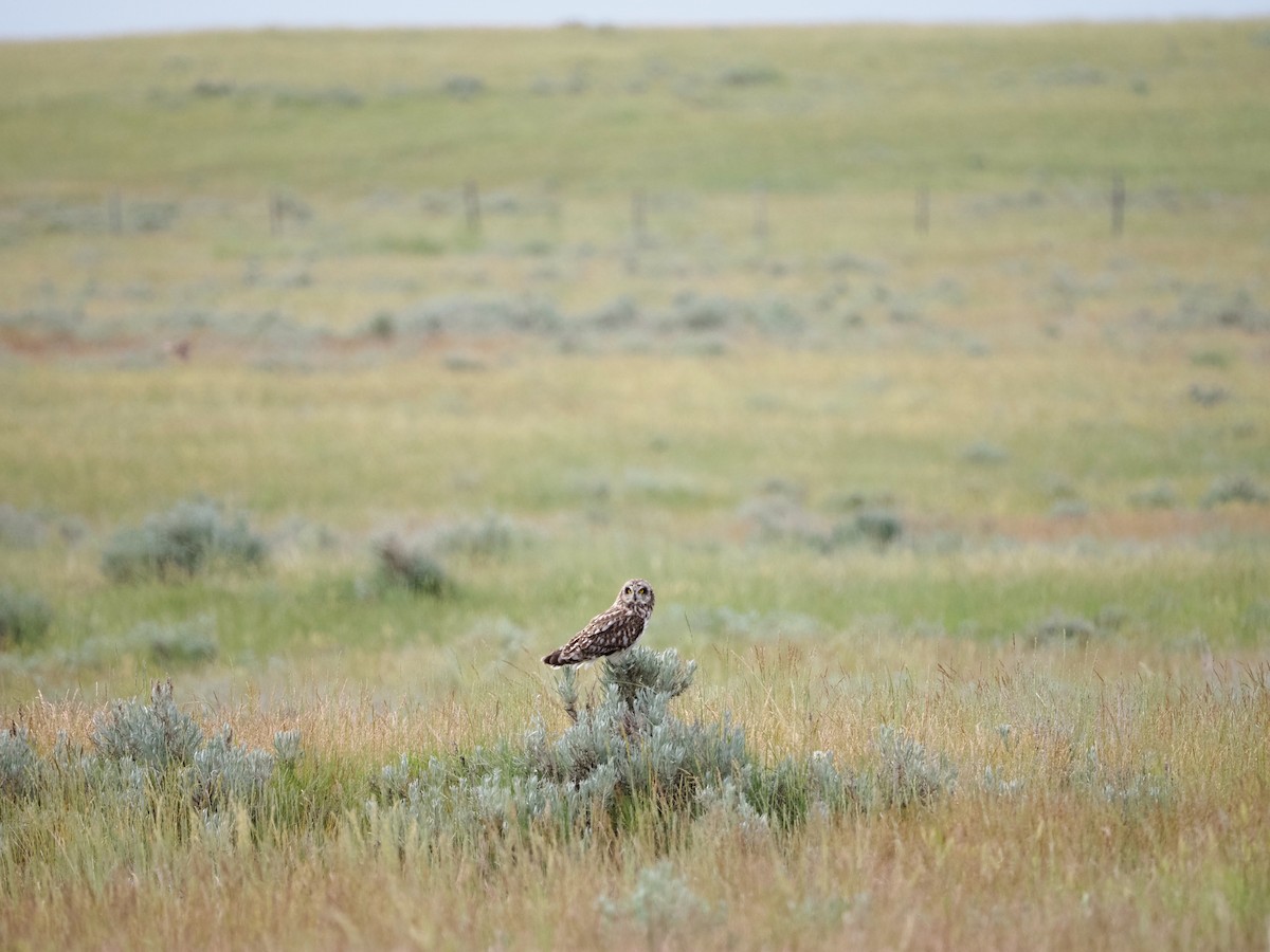 Short-eared Owl (Northern) - ML620655369