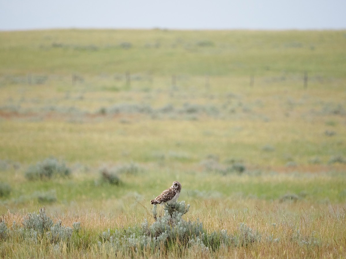 Short-eared Owl (Northern) - ML620655370