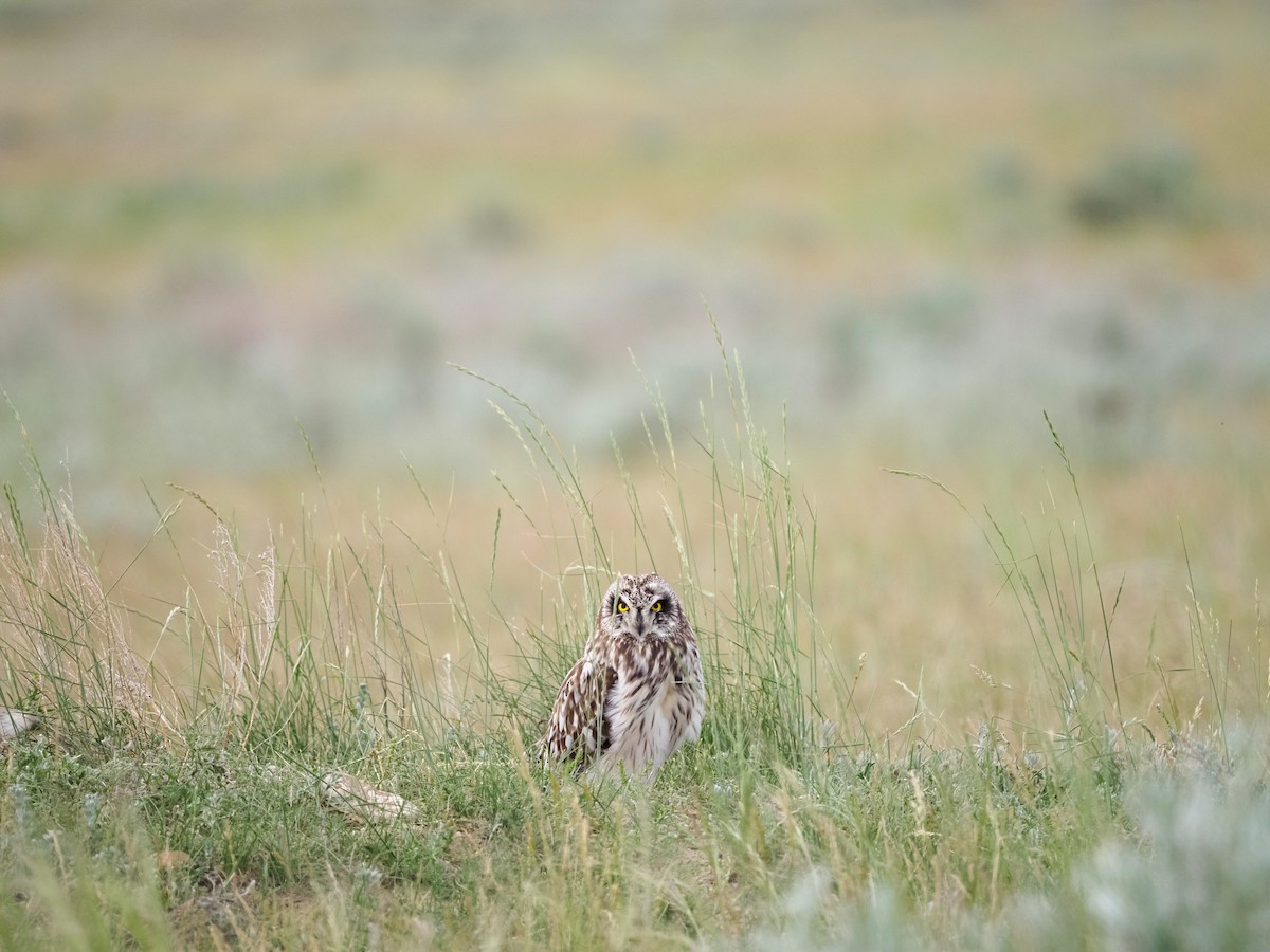 Short-eared Owl (Northern) - ML620655371