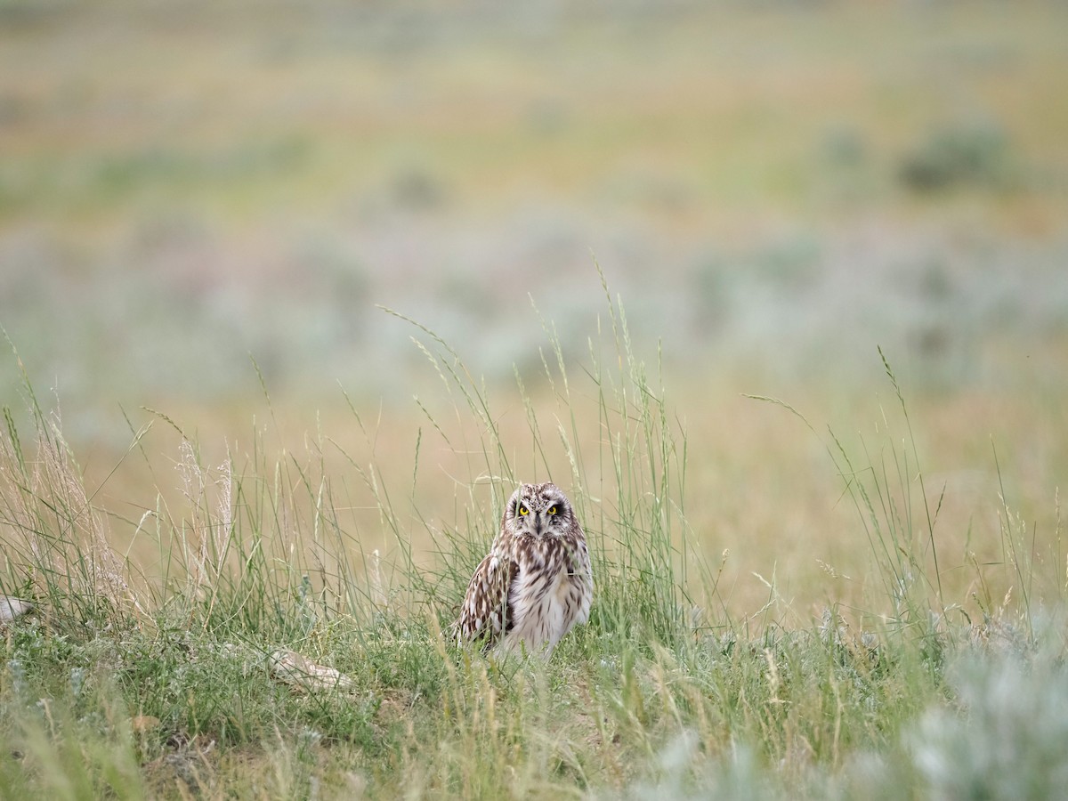 Hibou des marais (flammeus) - ML620655371