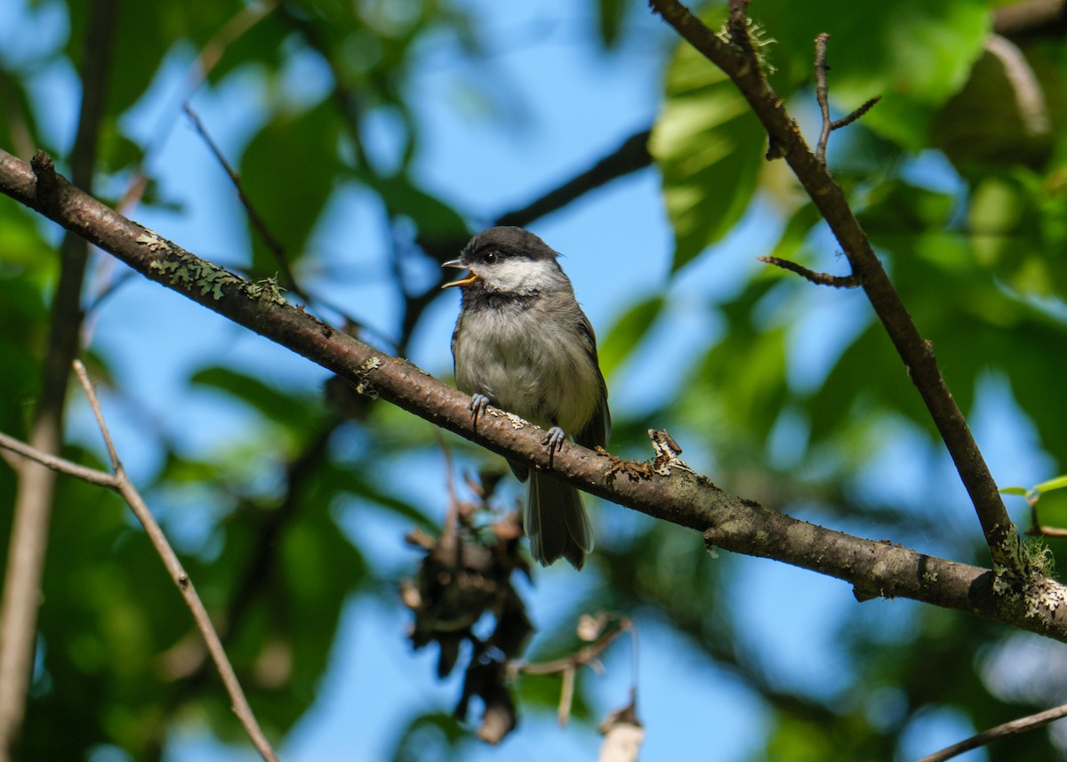 Black-capped Chickadee - ML620655374