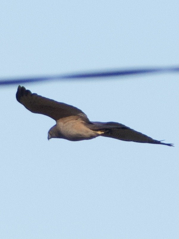 Brown Goshawk - ML620655375